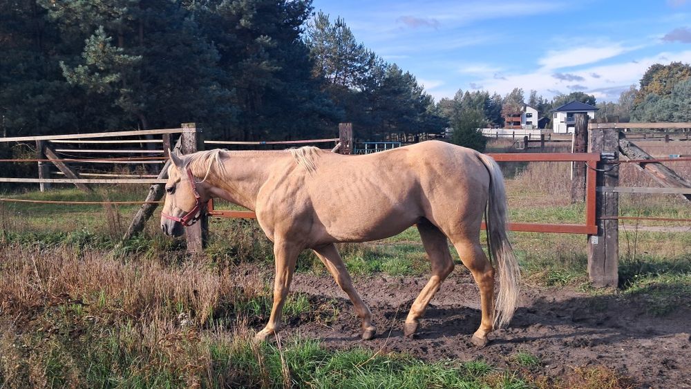 Ogier AQH palomino 10 lat
