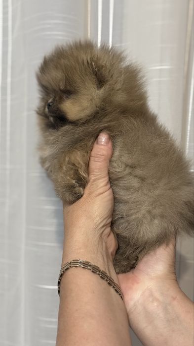 Міні хлопчик  оранж