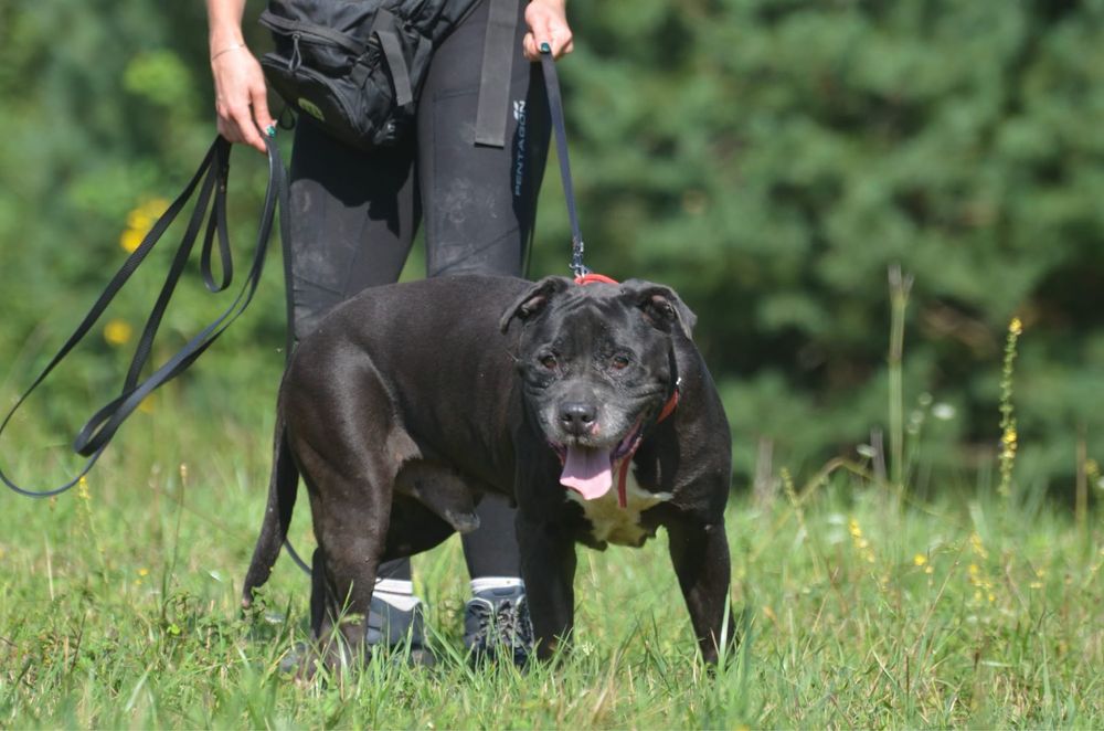 Ben- amstaff do adopcji