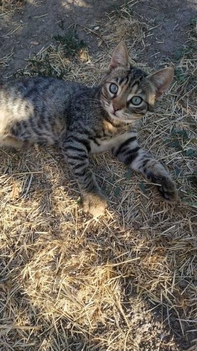 Кошечка и котикв хорошие руки