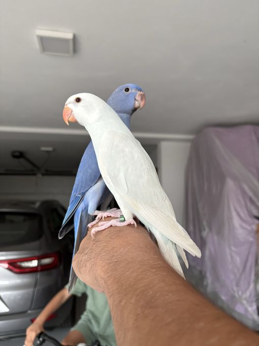 Vendo Ring Neks e loris Domesticados