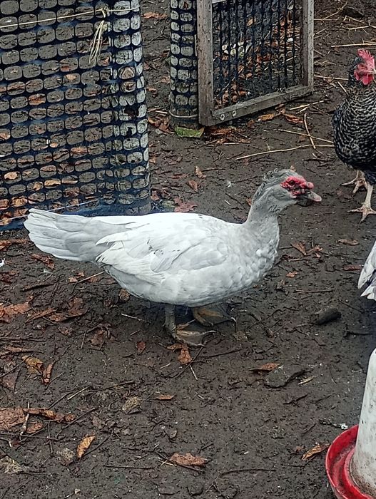 Jaja lęgowe od kaczek piżmowych