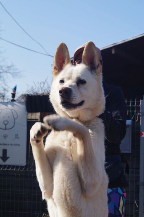Biały mix husky szuka domu