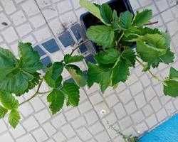 Framboesa preta planta