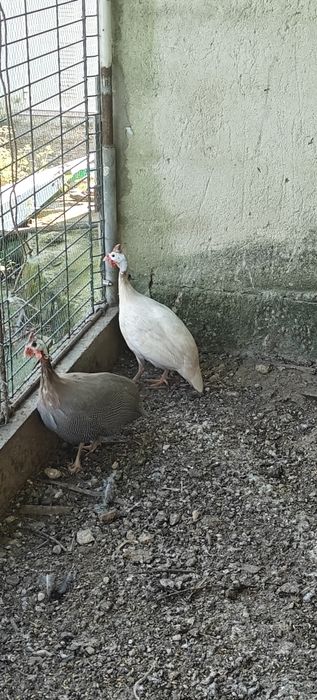 Fracas / galinha Angola