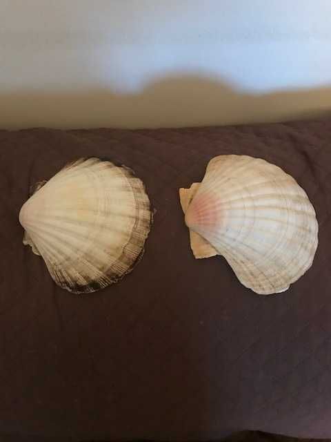 Shells - Scallops423492759323955200