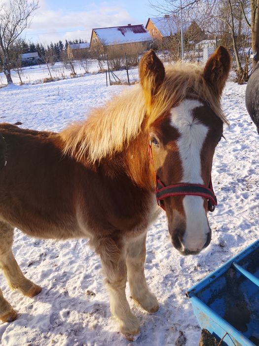 Sprzedam ogierka zimnokrwistego