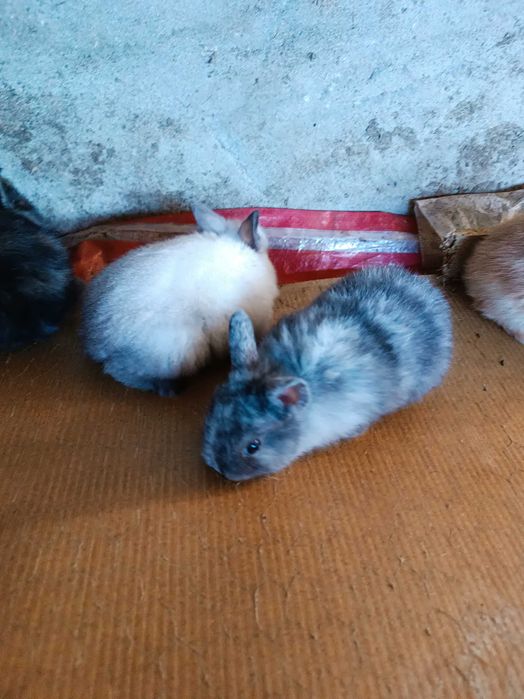 Coelhos anões  quem levar dois fica por 50€