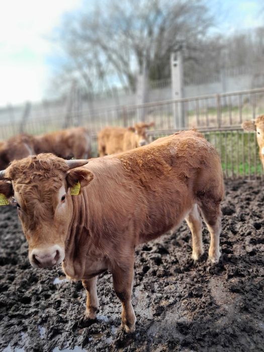 Giełda zwierząt - Rolnictwo