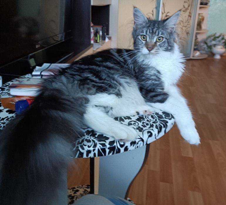 Мейн-кун котята для вас