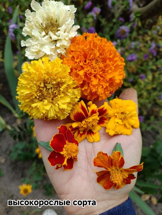 Африканські чорнобривці  гіганти ​Шафрани насіння 1чарка насіння 50грн