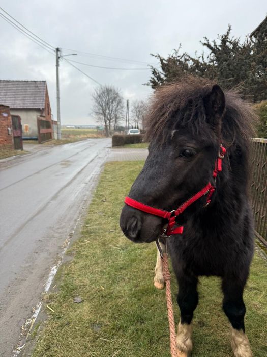Pięknie malowany Kucyk