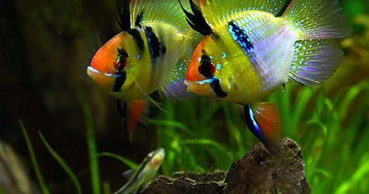 MISIEKZOO  Pielęgniczki - Pielęgniczka Ramireza