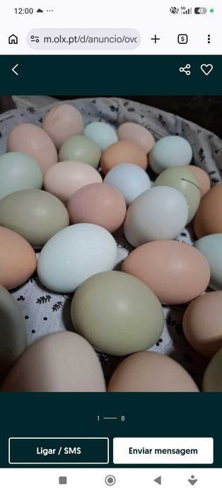 Ovos galados de várias raças 5 a duzia