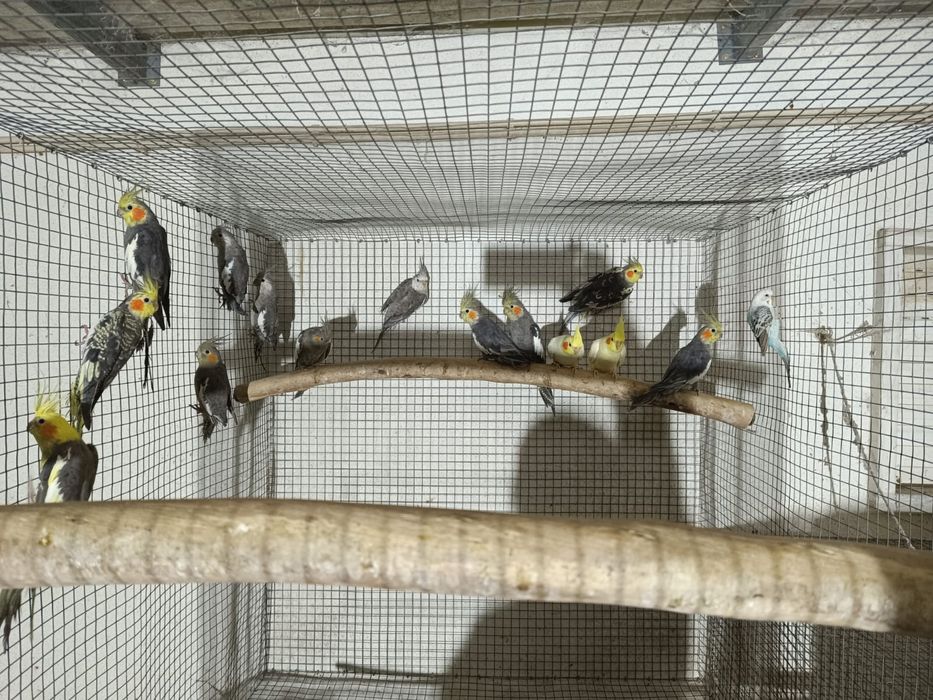 Caturras jovens e adultas