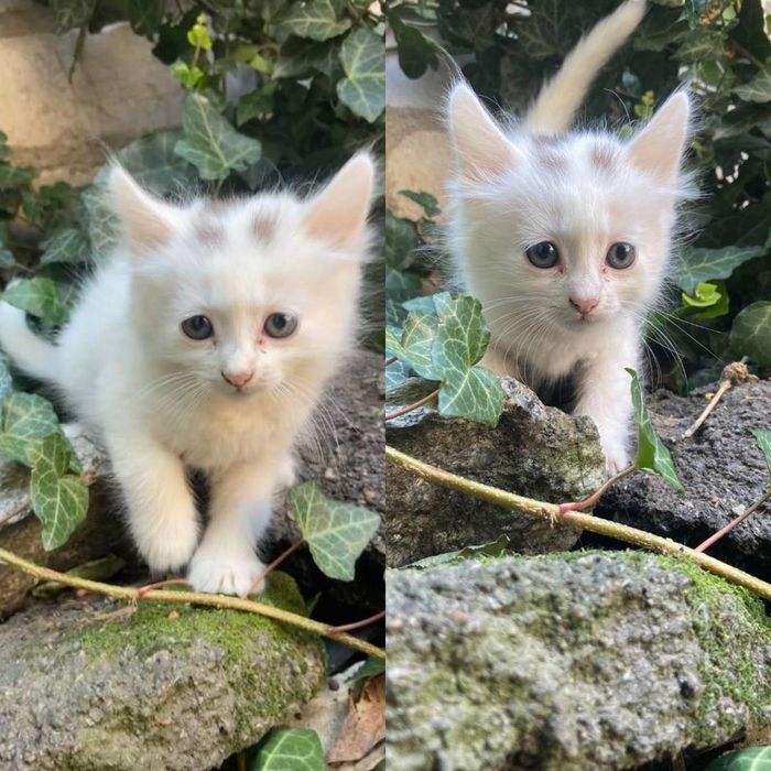 Котики шукають дім