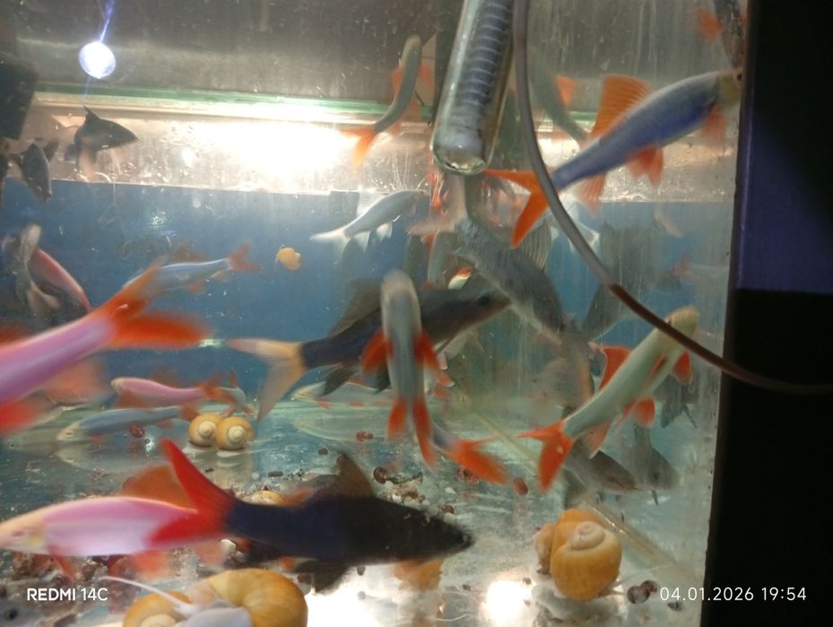 Продам взрослых рыб Лабео.Сом.