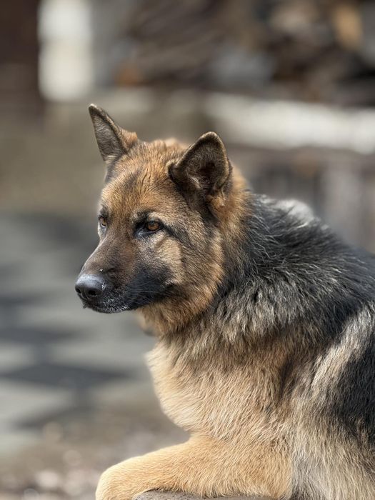 Цуценята німецької вівчарки