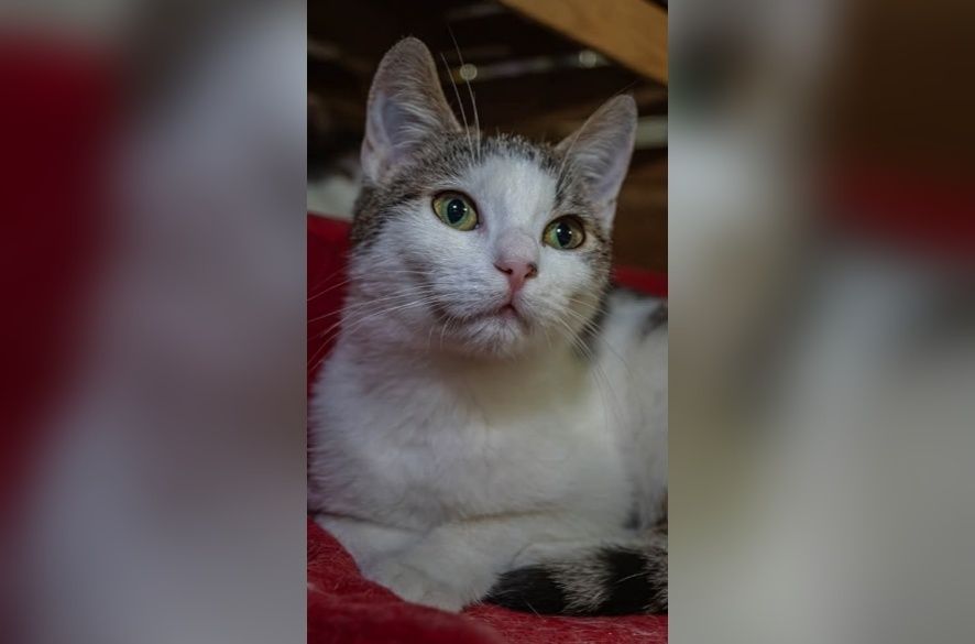 Kochana kotka Chmurka szuka domu!