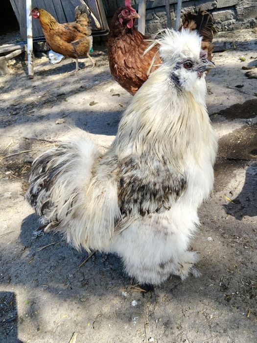 Sprzedam koguta silki