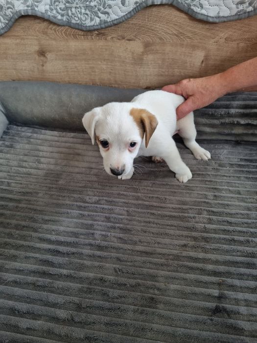 Jack Russel terrier