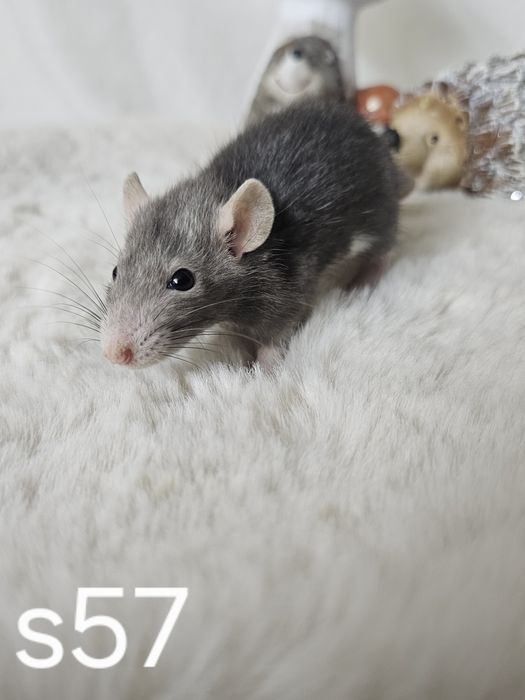 Szczur szczury szczurki