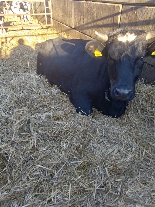 Jałówka wysokocielna