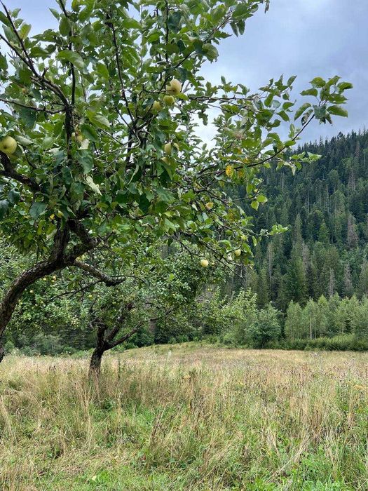 Ділянка в Карпатах, Микуличин 25сот,біля потічка, власник