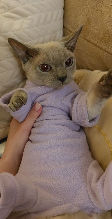 Комбинезон Динозавр -на кота - Размер М