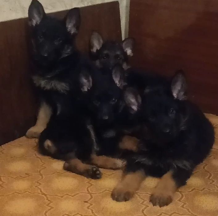 Питомник н/о щенки для охраны!