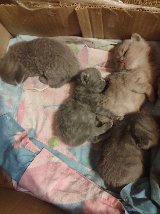 Британські кошенята