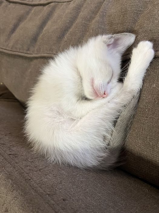 Doa se gatinhos bebés