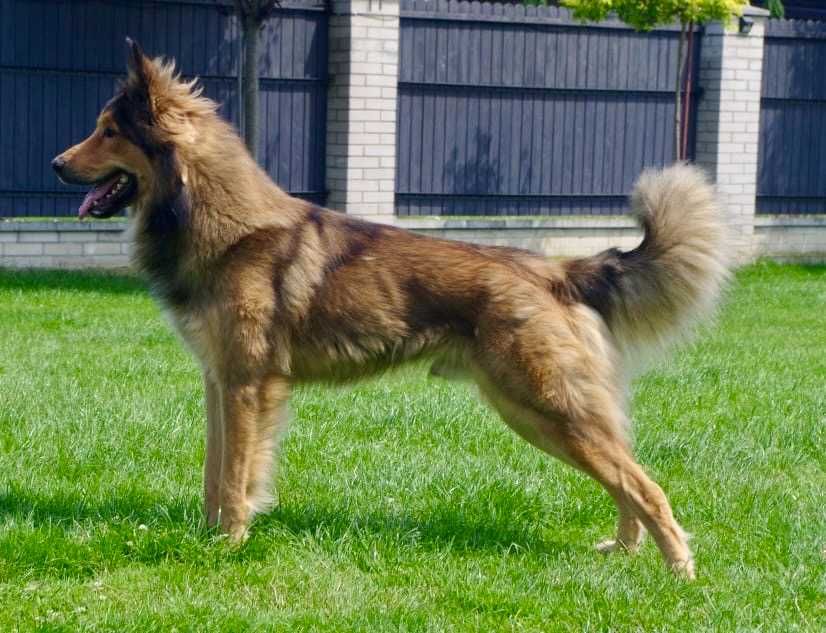 Aleksander 2 lata piękny pies w typie owczarka do adopcji