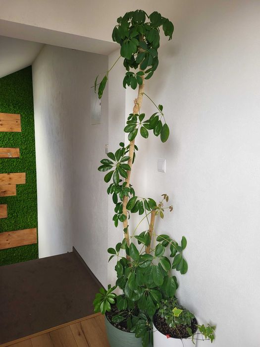 Kwiat doniczkowy szeflera