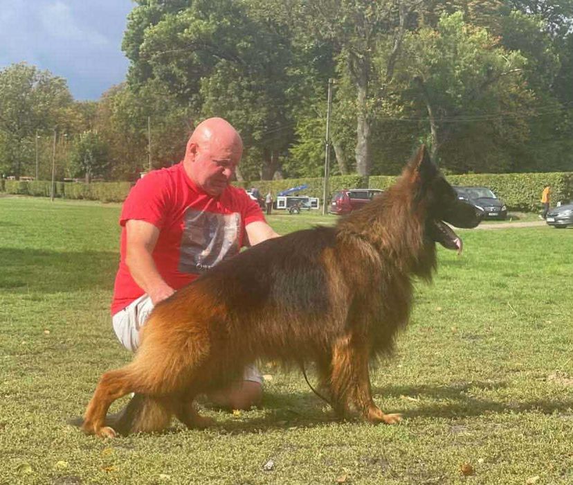 Owczarek niemiecki długowłosy