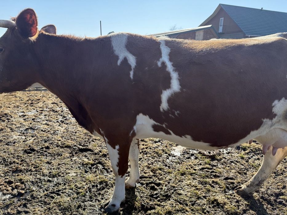 Продам корову 7 років