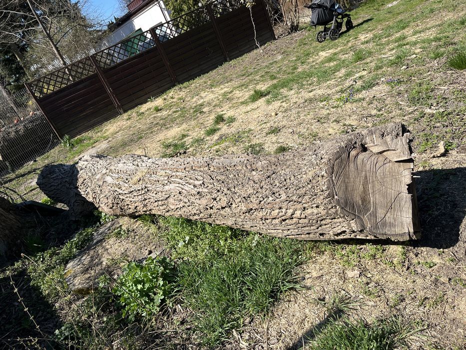 Kłoda orzecha włoskiego