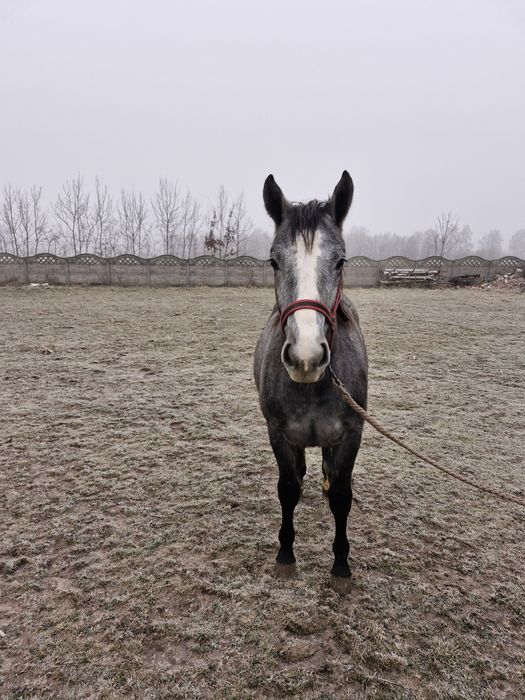 Klacz śląska programowa
