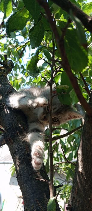 Кошеня дівчинка, 3 місяці