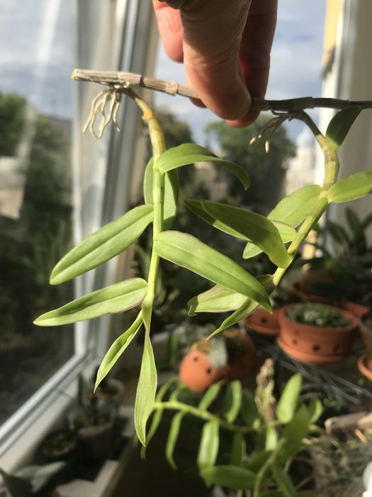 Dendrobium loddigesii*den.aphyllum