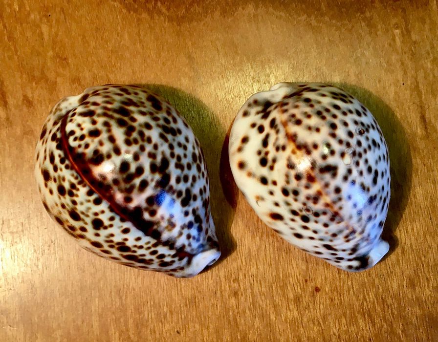 2 CONCHAS - Cypraea Tigris antigas - em bom estado - 8 e 7,5 cm/s