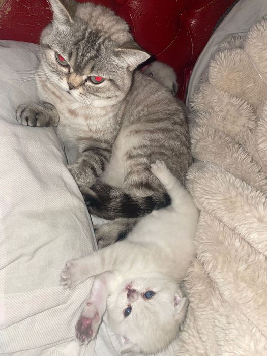 Шотландські котята