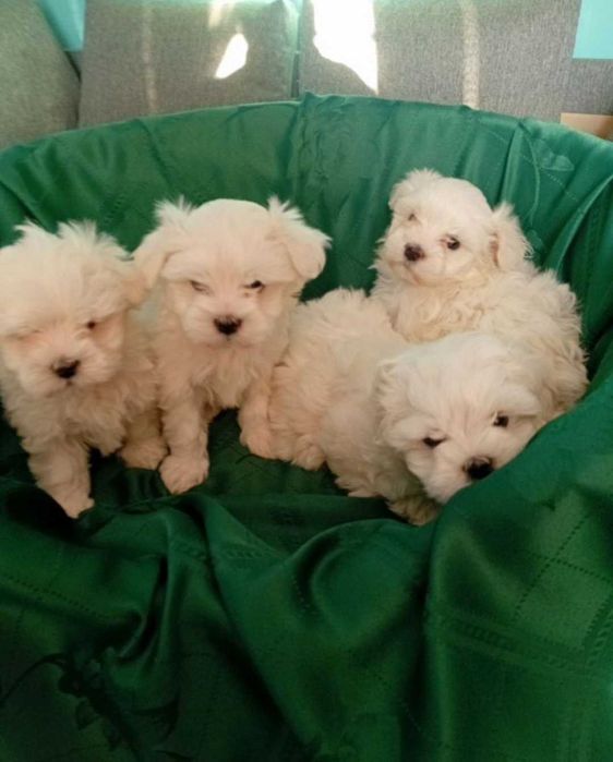 Maltańczyk Szczeniak