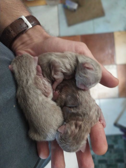 Шотландські кошенята