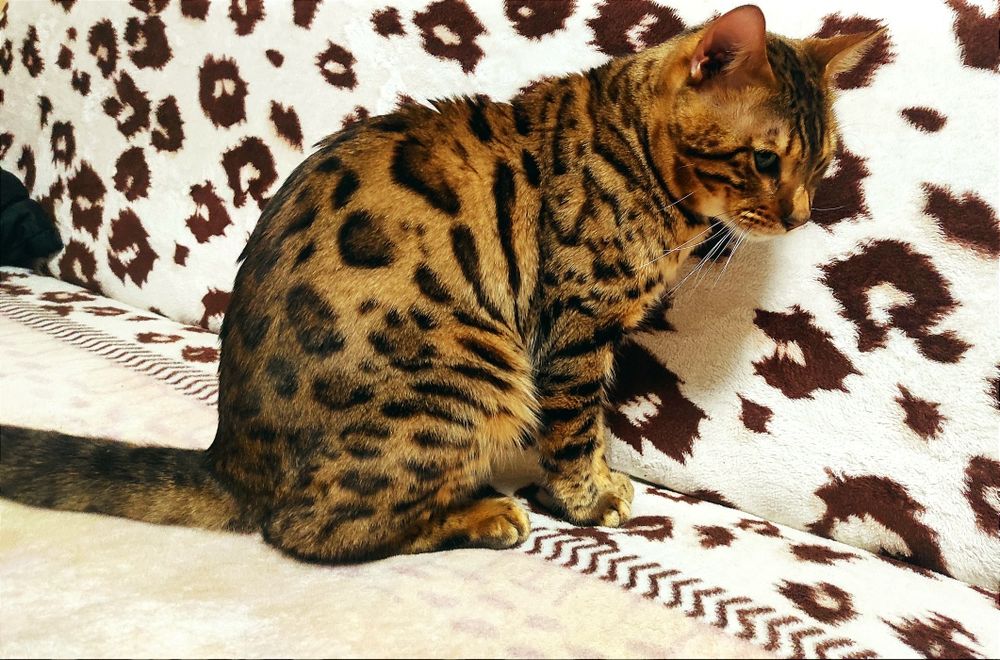 Бенгальский  котик.Вязка