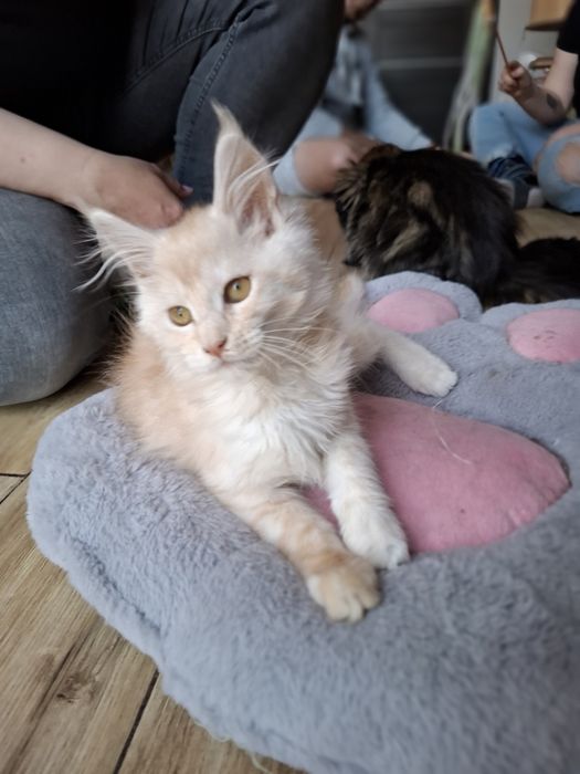 Rezerwacja. Ogromny i tulasiński rudy Maine Coon  Rodowód FPL