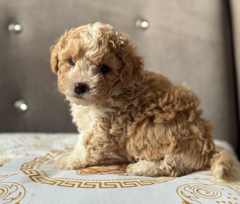 Bichpoo piękny piesek