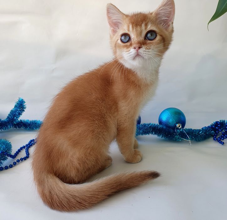 Киев котик британец золотая шиншилла клубный. Котята котенок кошенята