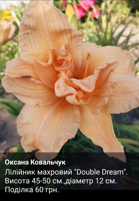 Продам лілійники .