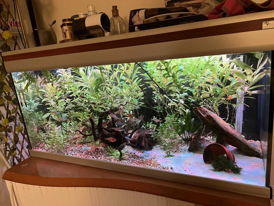 Kit Completo de Aquário 200 Litros com Móvel, Filtro Exterior Fluval e Termostato